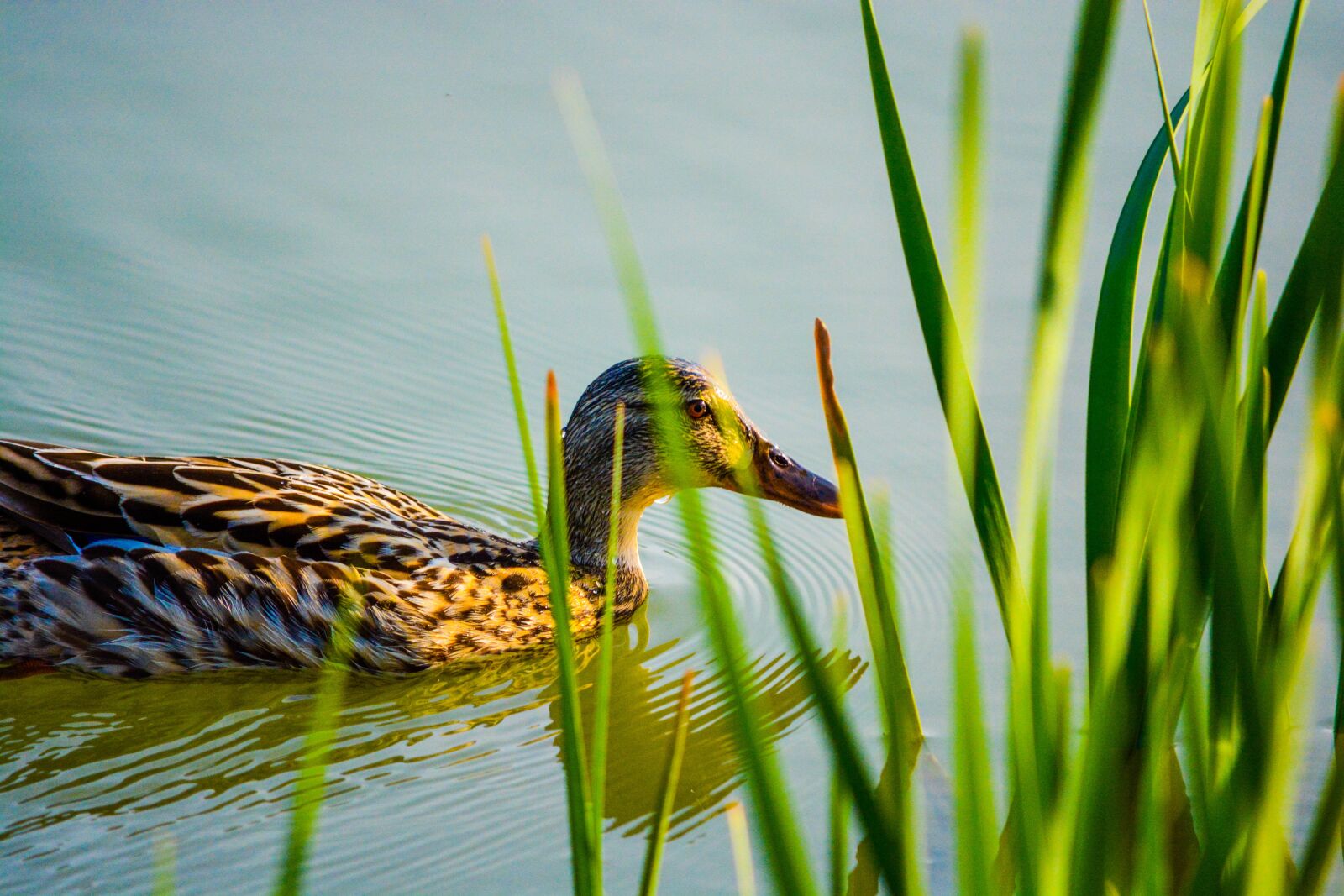 Nikon D5200 sample photo. Duck, bird, animal photography