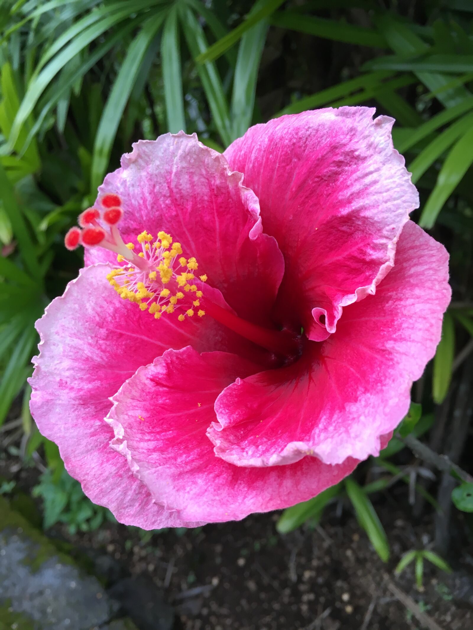 Apple iPhone 6s sample photo. Hibiscus, flower, plant photography