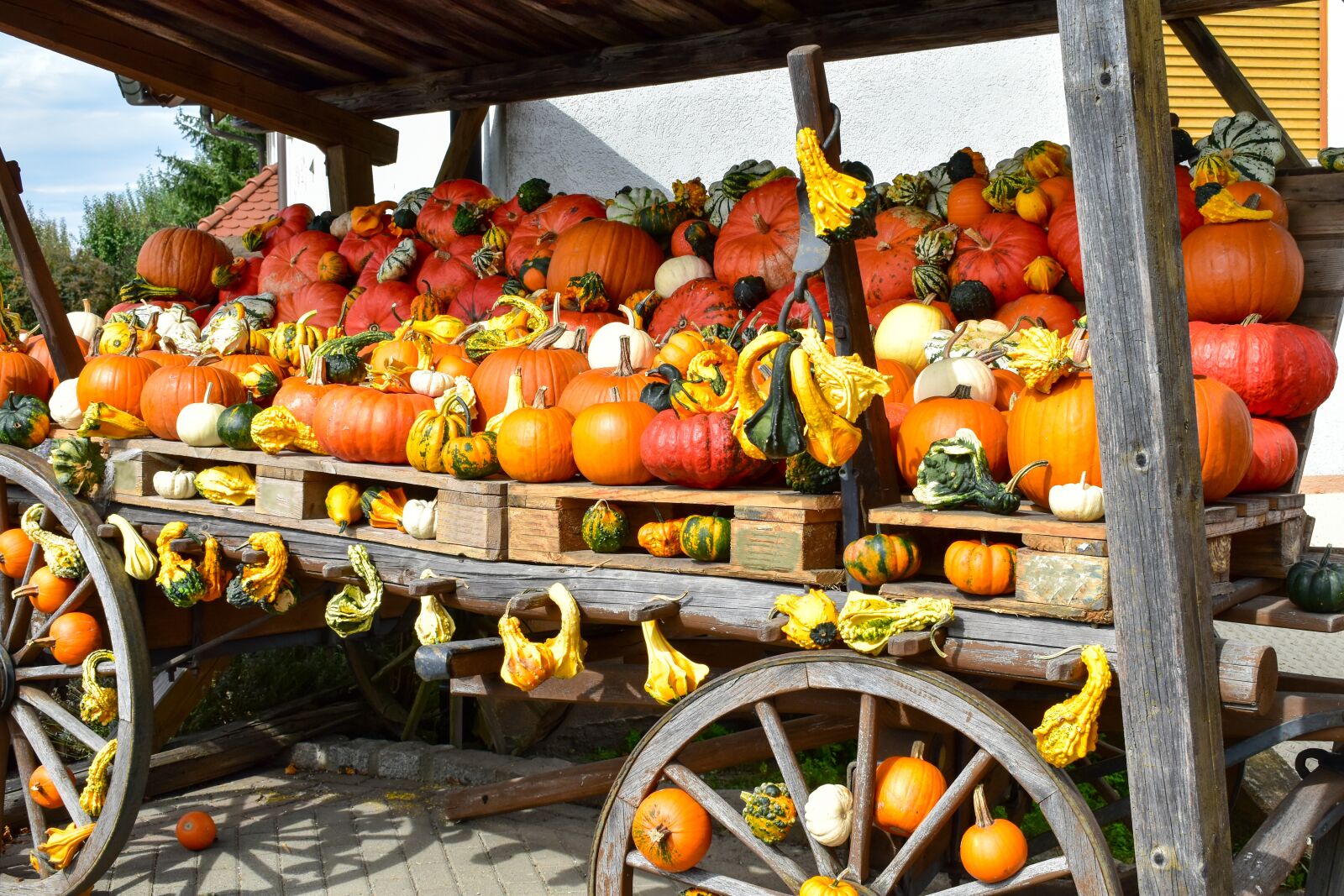 Nikon D5600 sample photo. Agriculture, autumn, background photography