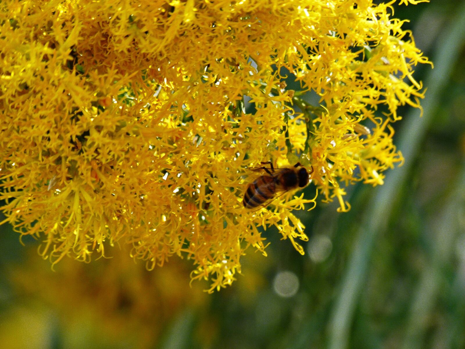 Panasonic Lumix DMC-FZ100 sample photo. Yellow, bush, blossom photography