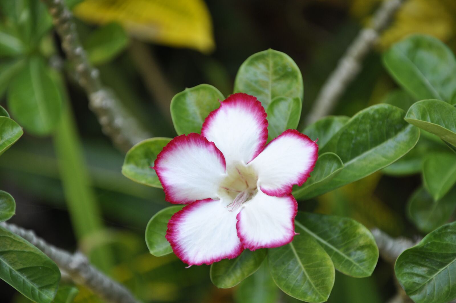 Nikon D90 sample photo. Oleander, blossom, bloom photography