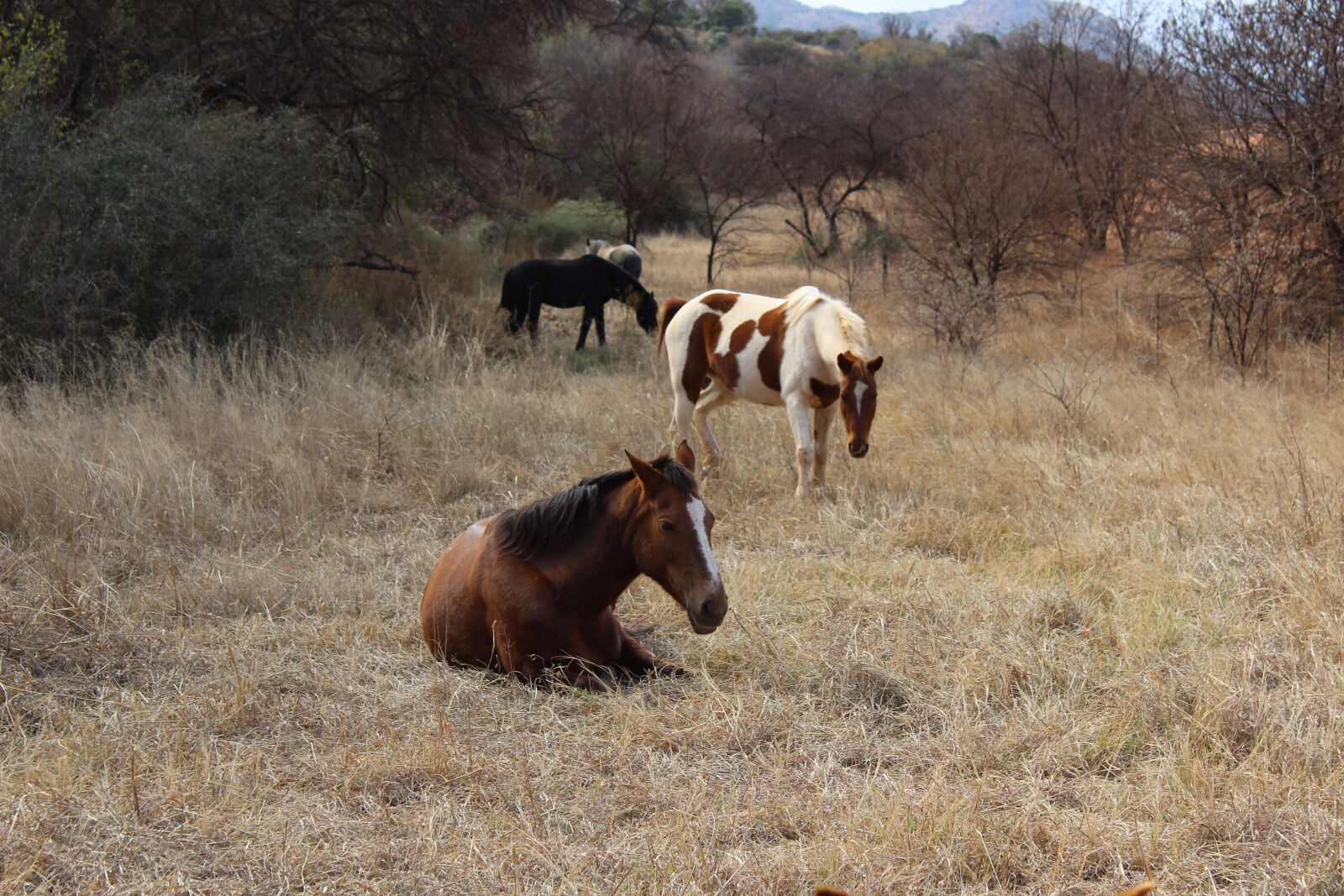 Canon EOS 1200D (EOS Rebel T5 / EOS Kiss X70 / EOS Hi) sample photo. Horse photography