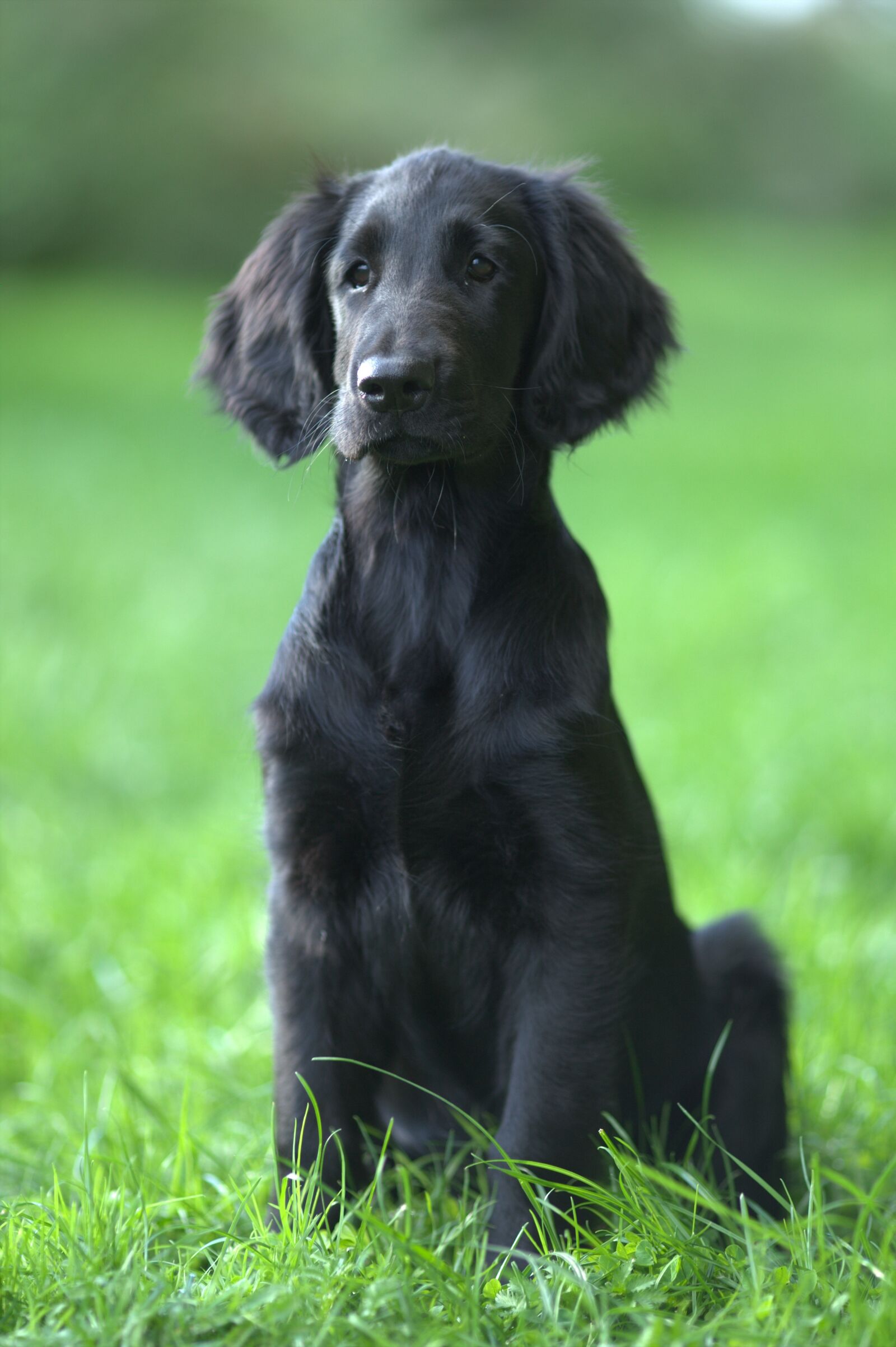 Canon EOS-1D Mark III sample photo. Flatcoated retriever, dog, animal photography