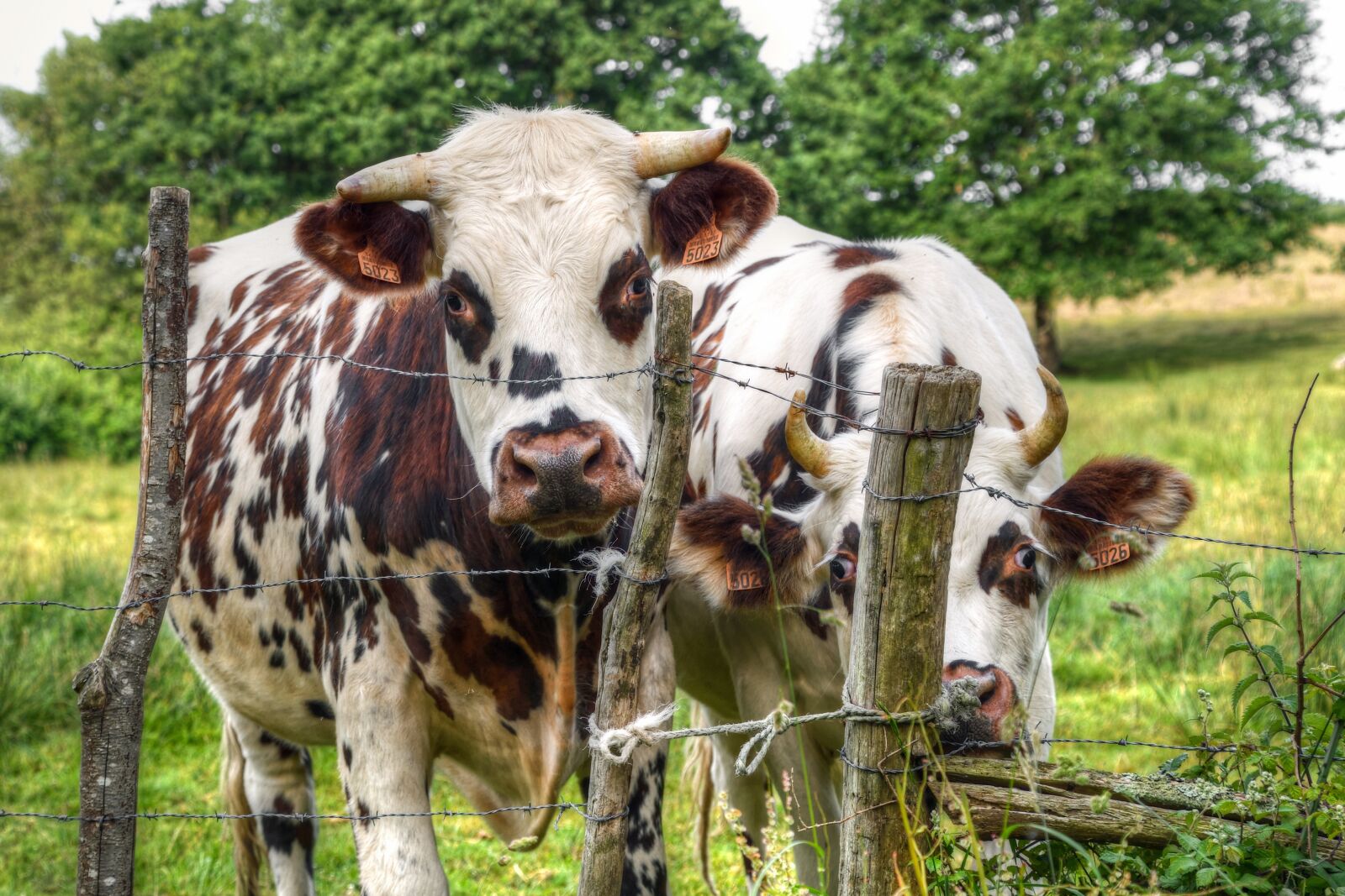 Nikon D500 sample photo. Cow, closing, pasture photography