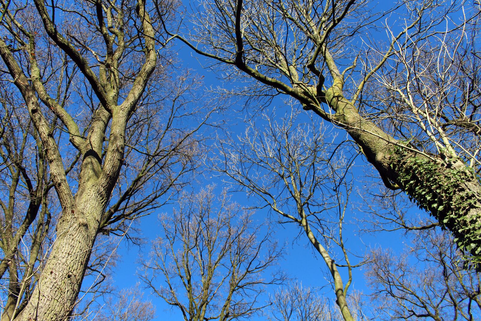 Canon EOS 700D (EOS Rebel T5i / EOS Kiss X7i) sample photo. Trees, blue sky, aesthetic photography