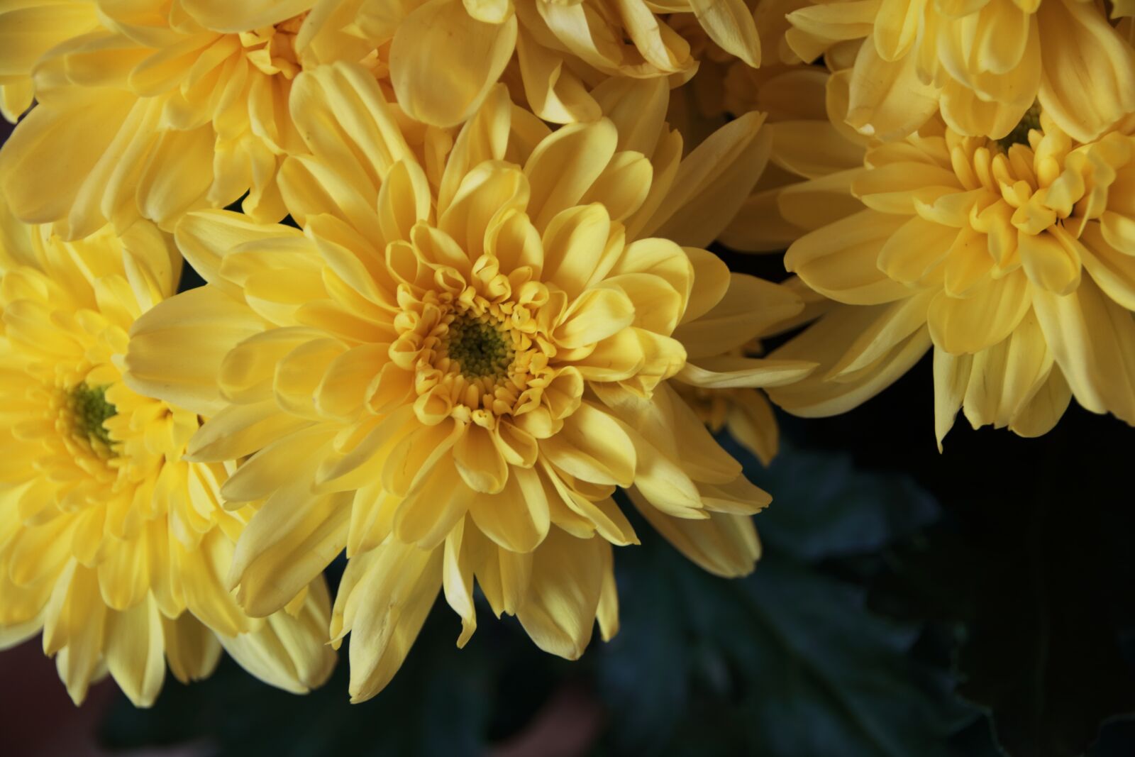 Canon EOS 750D (EOS Rebel T6i / EOS Kiss X8i) sample photo. Flower, plants, yellow photography