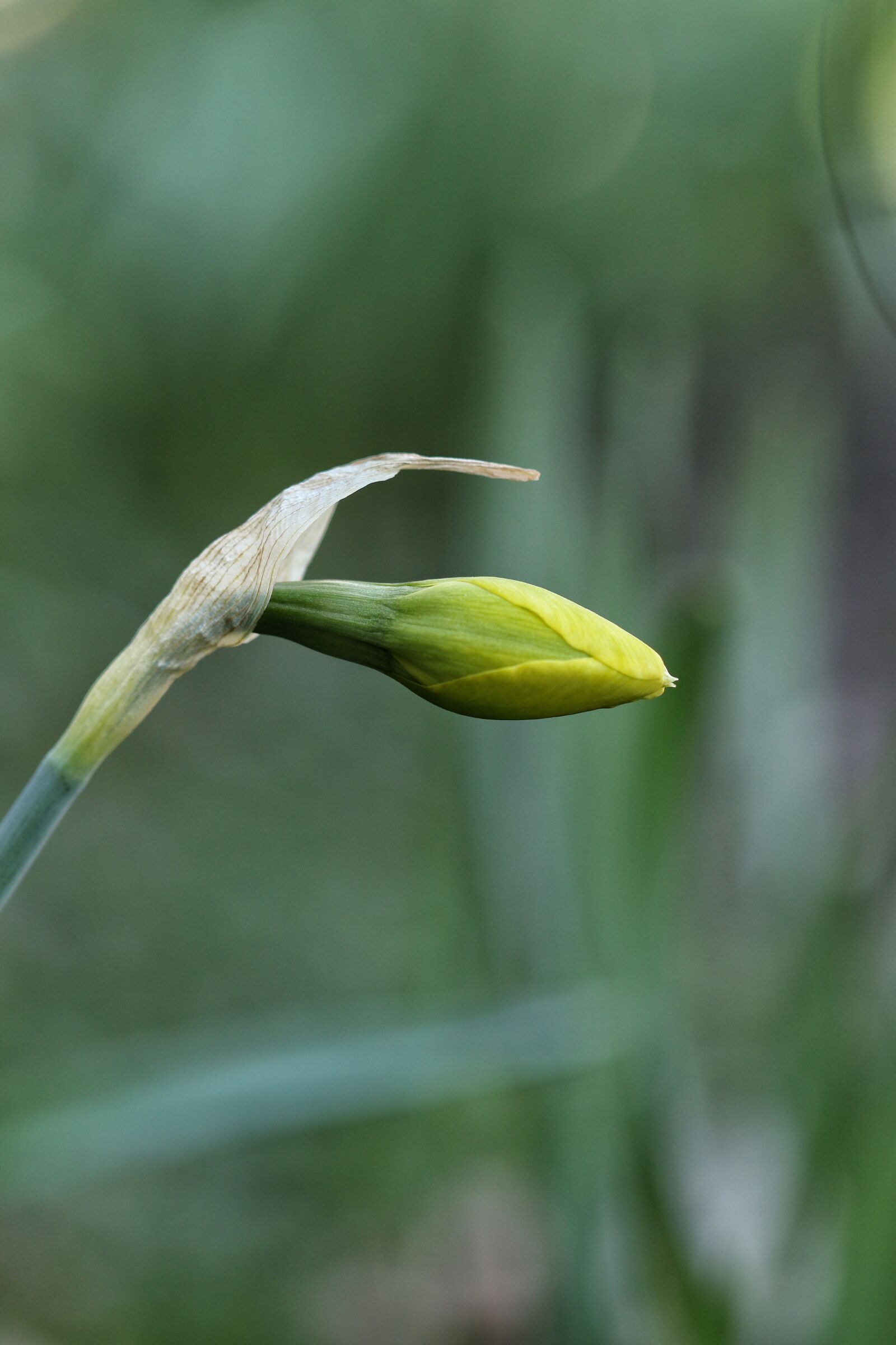 Canon EOS 7D Mark II sample photo. Spring, flower, spring flower photography