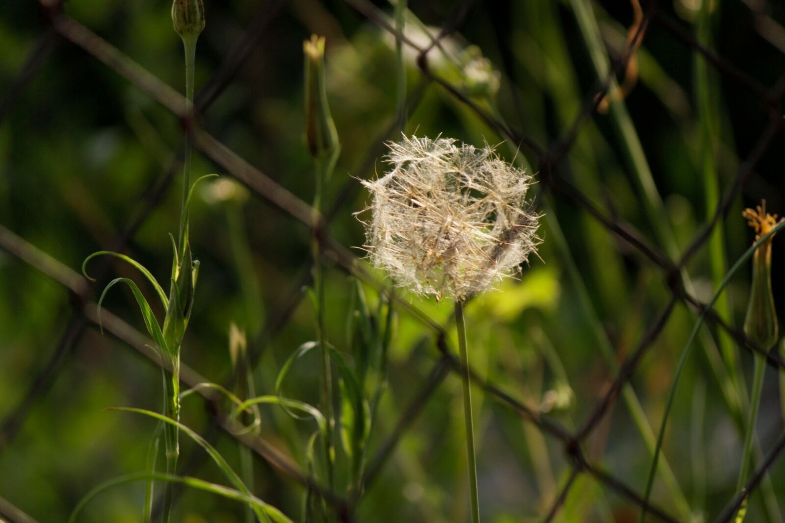 Canon EOS 600D (Rebel EOS T3i / EOS Kiss X5) sample photo. Dandelion, nature, faded photography