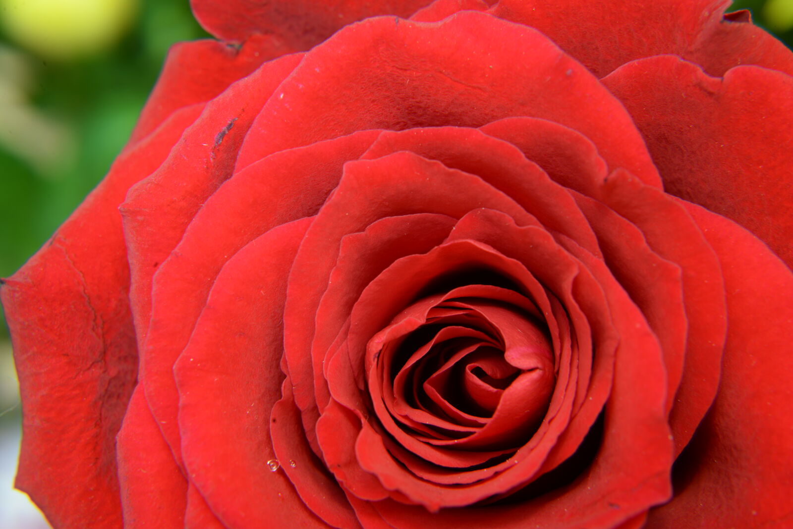 Nikon D610 + Nikon AF Nikkor 50mm F1.8D sample photo. Nature, red, flower, macro photography