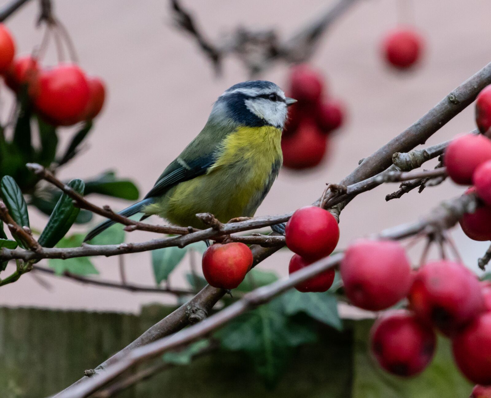 Canon EOS 7D Mark II sample photo. Blue tit, feeding tit photography