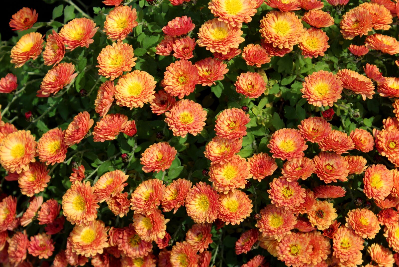 Canon EOS 1200D (EOS Rebel T5 / EOS Kiss X70 / EOS Hi) sample photo. Chrysanthemum, flowers, autumn photography