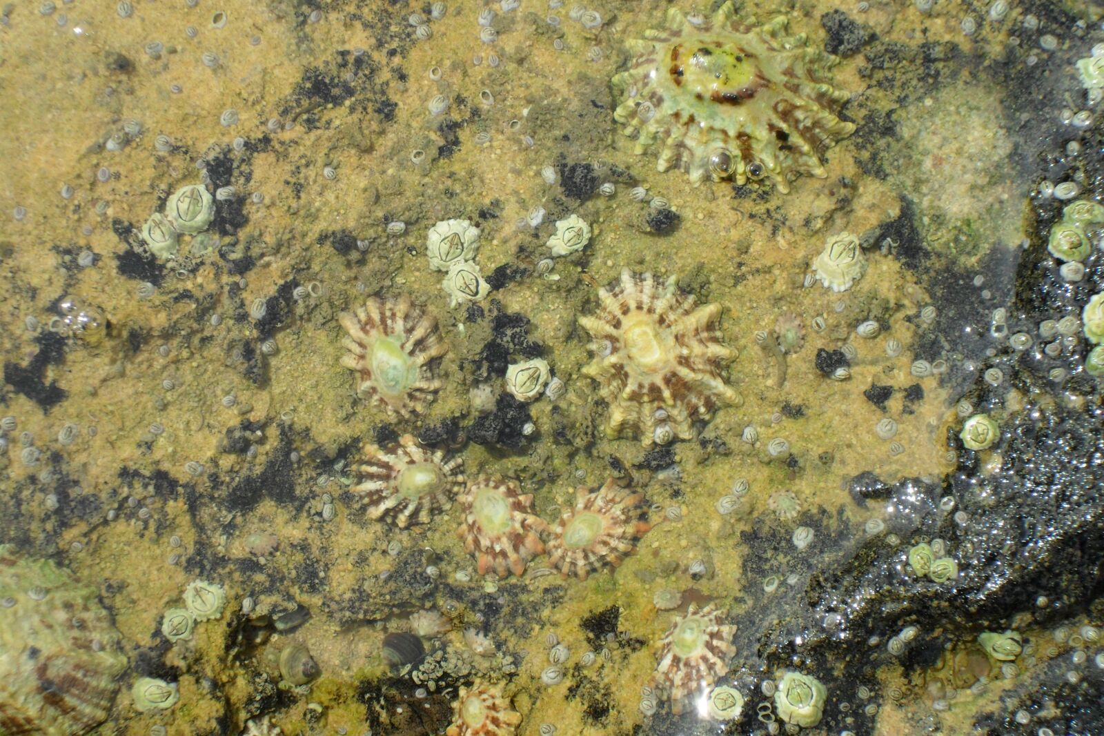 Samsung ES60 / VLUU ES60 /  SL105 /  ES63 sample photo. Limpets, sea, nature photography