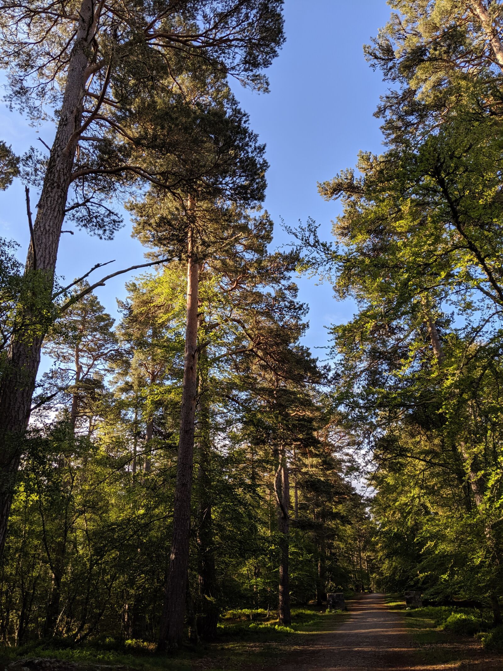 Google Pixel 3 sample photo. Trees, woodland, forest photography