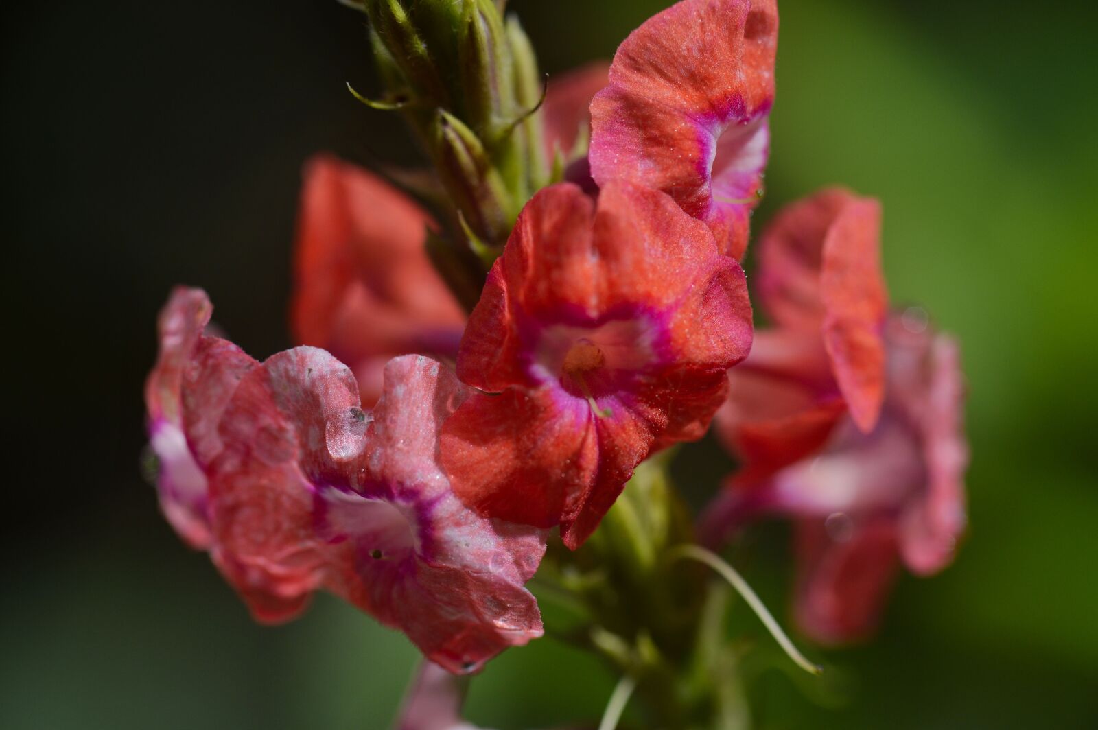 Nikon D3200 sample photo. Costa rica, plant, flower photography