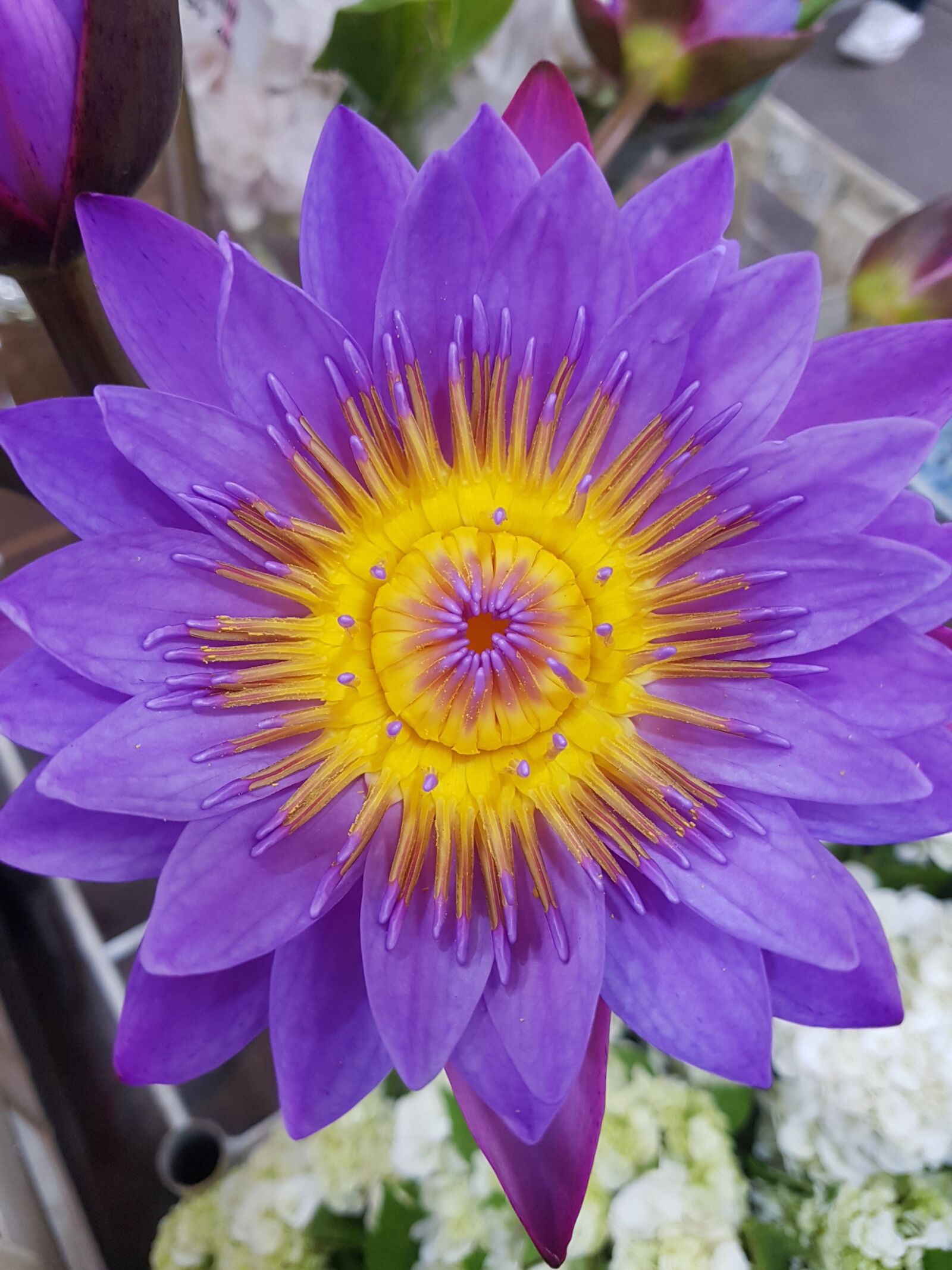 Samsung Galaxy S7 sample photo. Flower, exotic, purple photography