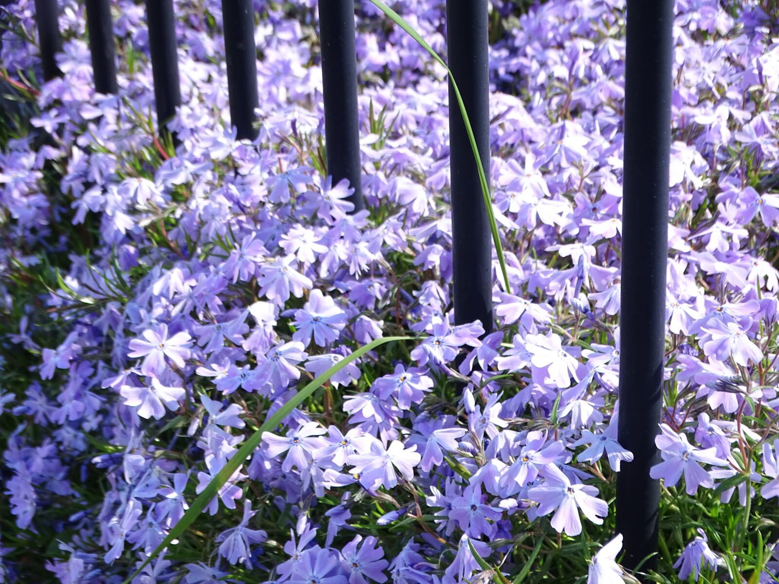 Sony Cyber-shot DSC-HX400V sample photo. Flower, flowers, blue photography