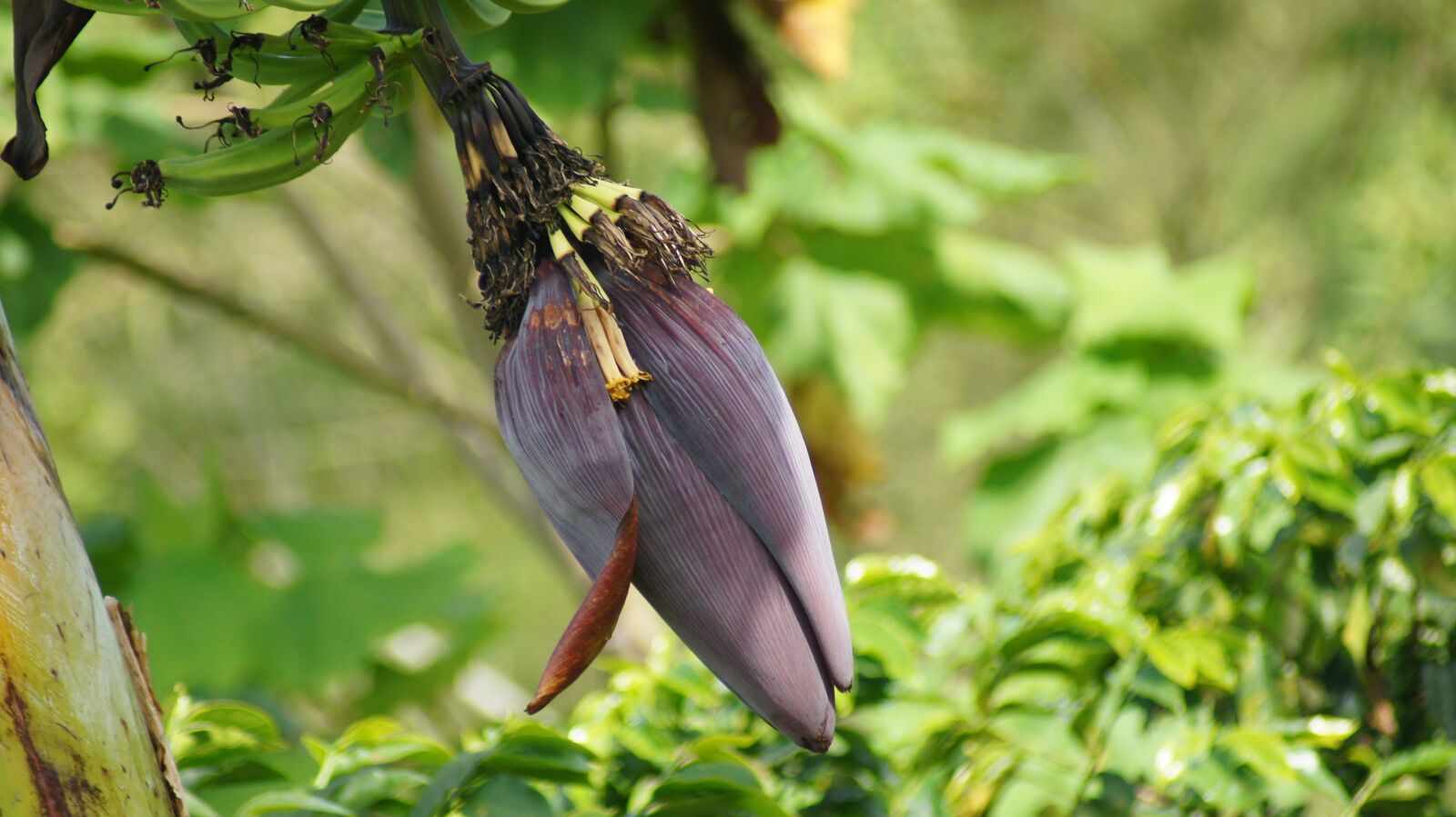 Sony SLT-A55 (SLT-A55V) sample photo. Image, plant, banana photography