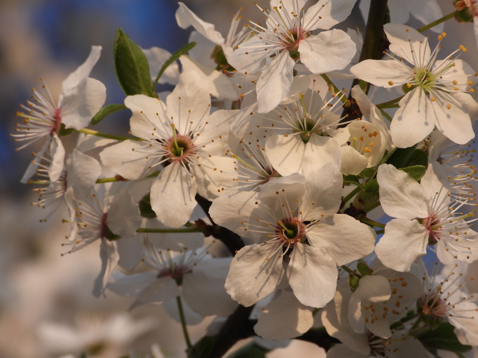 Nikon Coolpix P1000 sample photo. Spring, flowers, plum photography