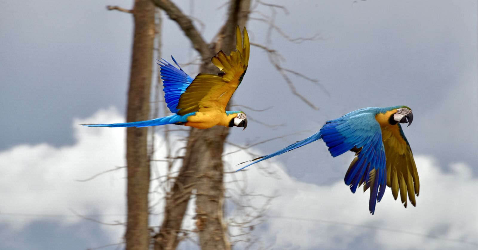 Nikon D810 sample photo. Parrot, bird, exotic photography