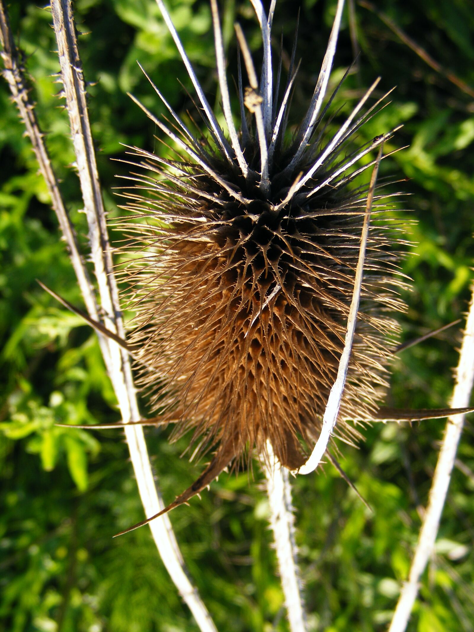 Fujifilm FinePix S5700 S700 sample photo. Bull, cirsium, lanceolatum photography