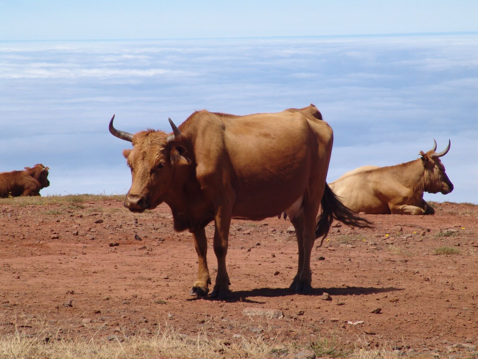 Sony DSC-F828 sample photo. Cows, clouds, landscape photography