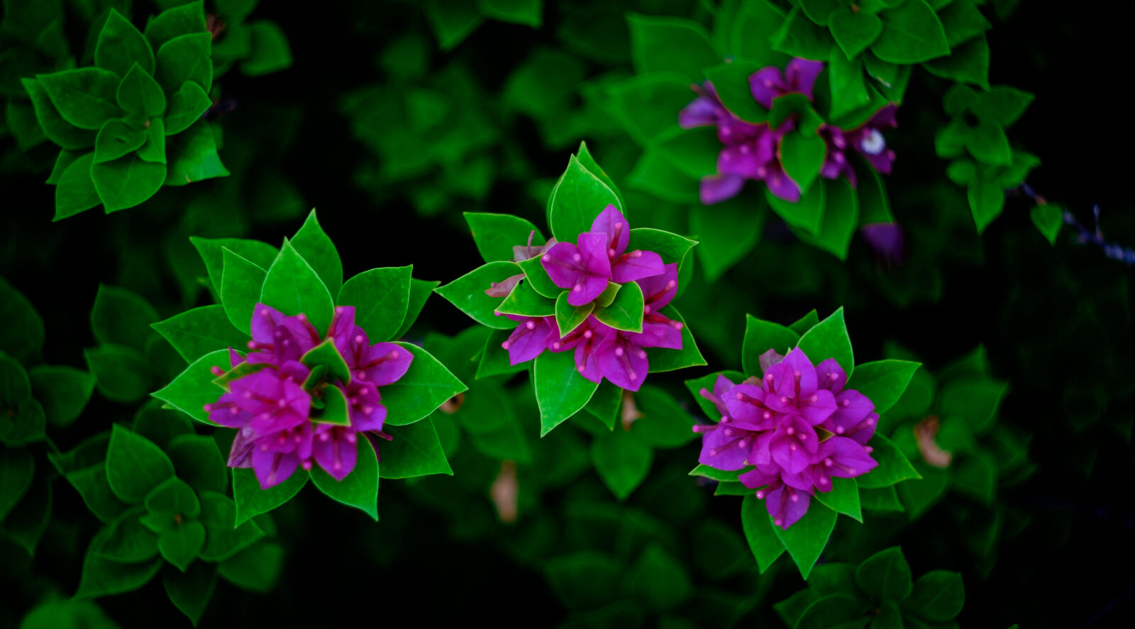Fujifilm X-T1 sample photo