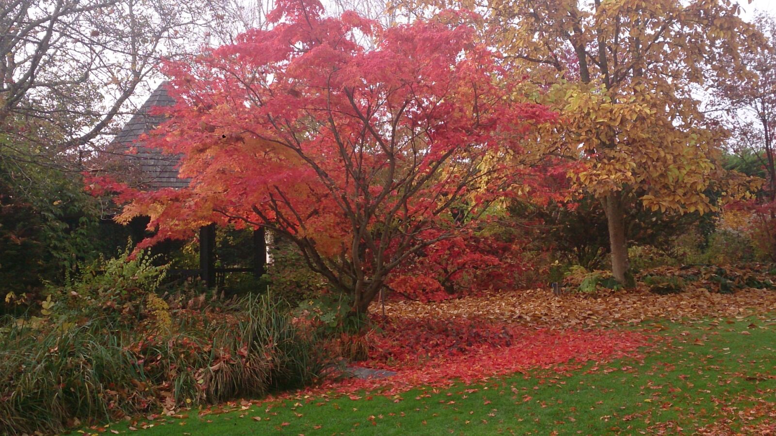 Sony Xperia Z sample photo. Autumn, tree, nature photography