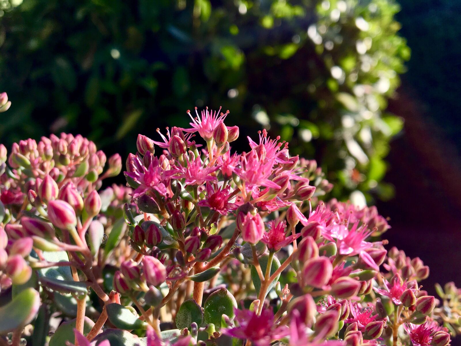 Apple iPhone 6s sample photo. Fat hen, sedum, flower photography