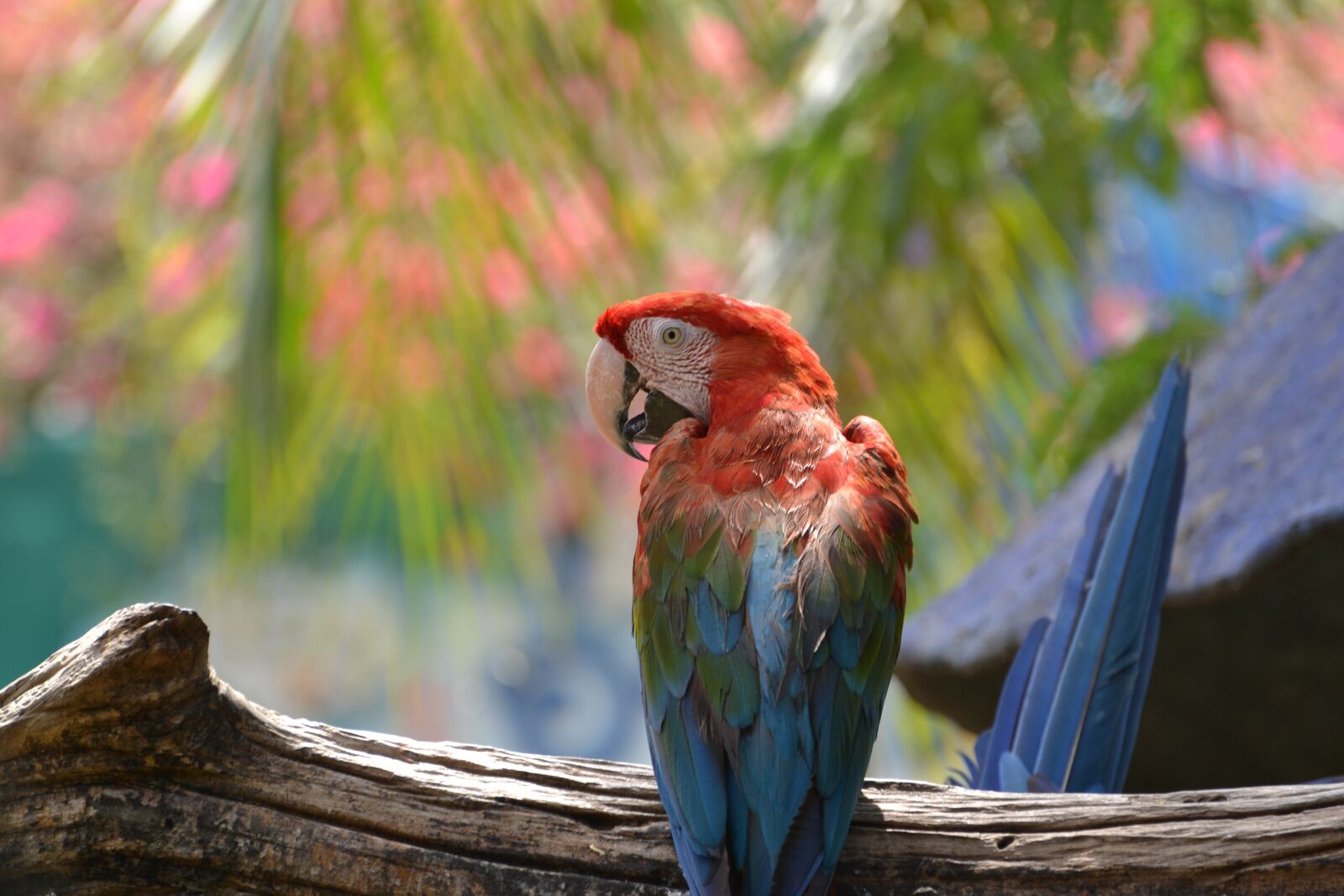 Nikon D3100 sample photo. Bird, macaw, parrot photography