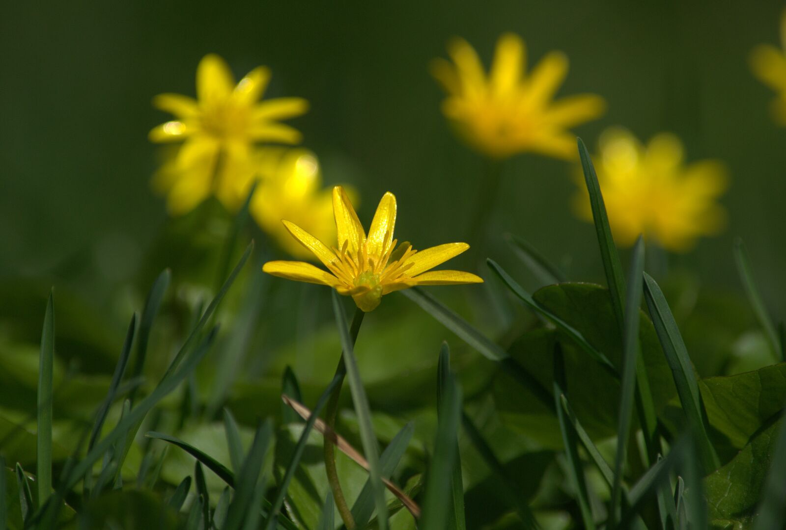 Nikon D3100 sample photo. Flower, yellow, nature photography