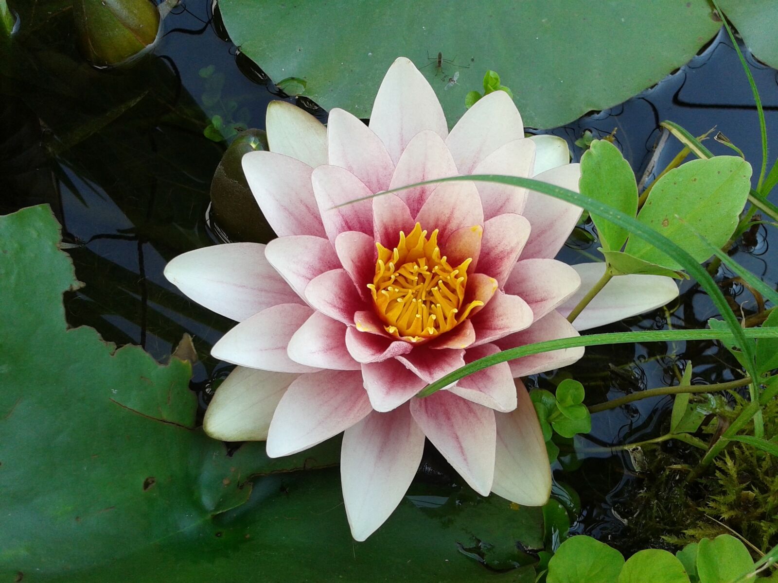 Samsung Galaxy S DUOS sample photo. Water lily, pink, water photography