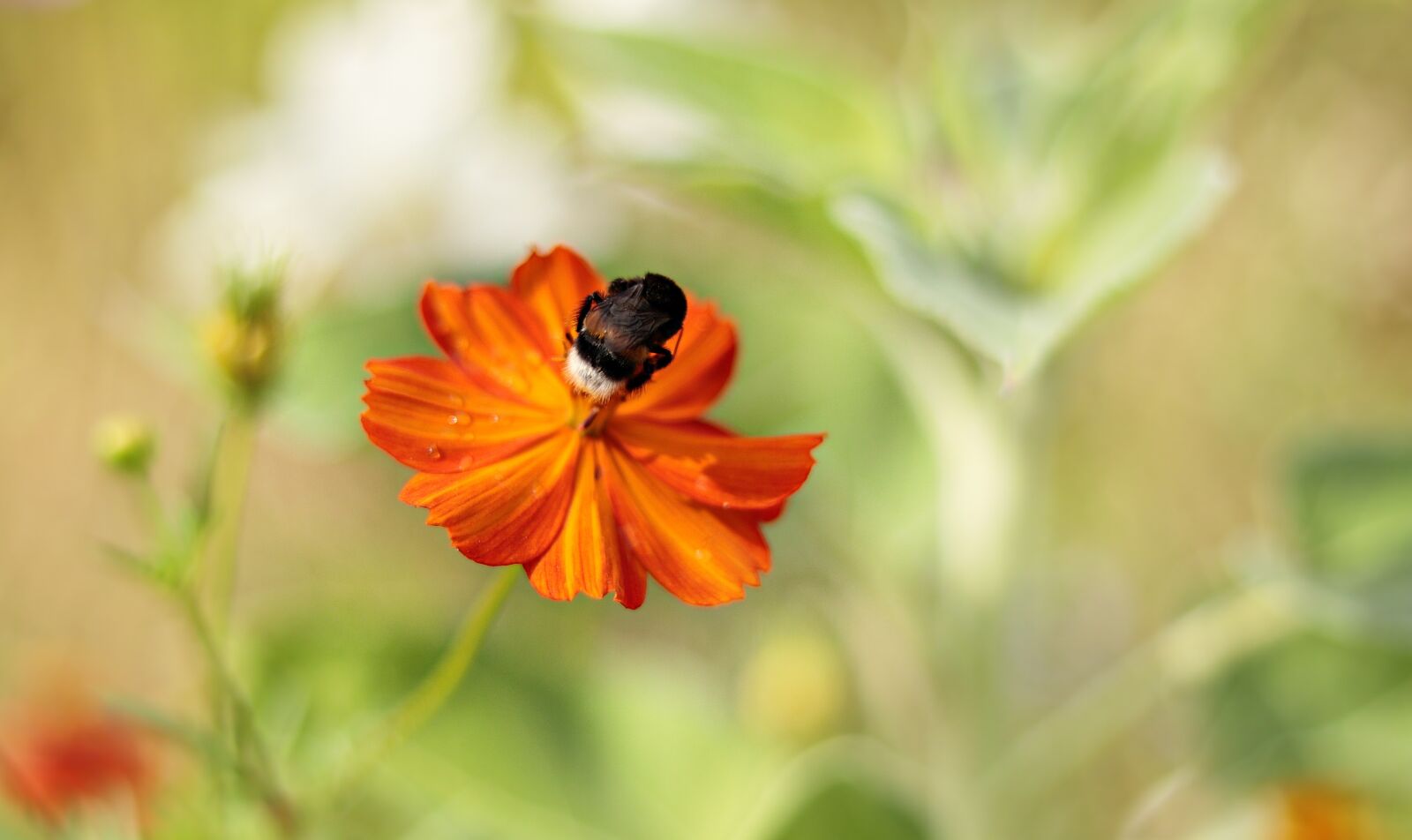 Canon EOS 80D + Canon EF 50mm F1.8 STM sample photo. Pointed flower, orange, yellow photography