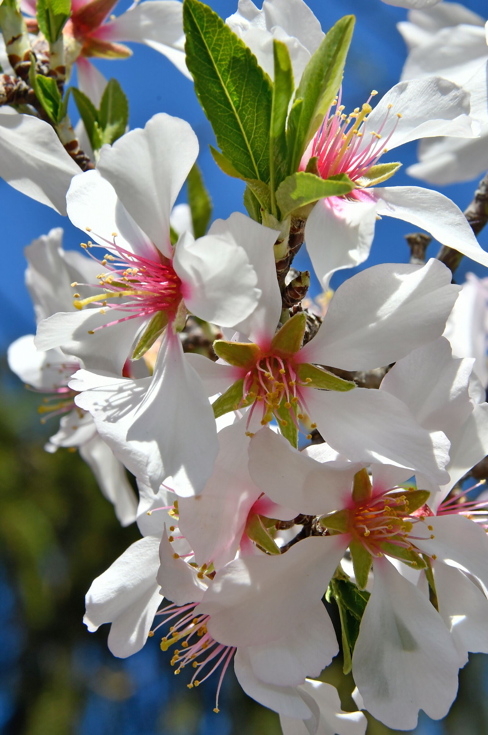 Nikon D3200 sample photo. Spring flower, spring, kikelet photography