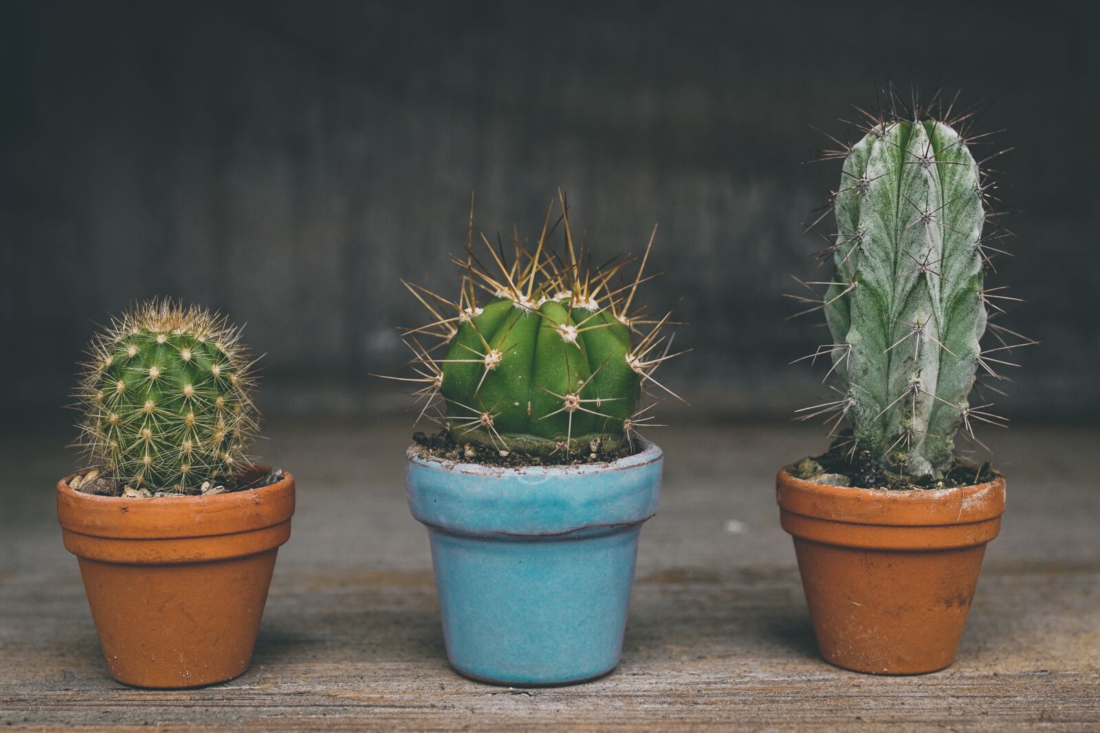 Sony ILCA-77M2 sample photo. Cactus, prickly, desert plant photography