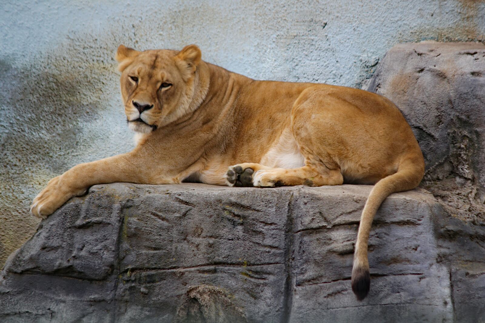 Canon EOS 550D (EOS Rebel T2i / EOS Kiss X4) sample photo. Lioness, beast, feline photography