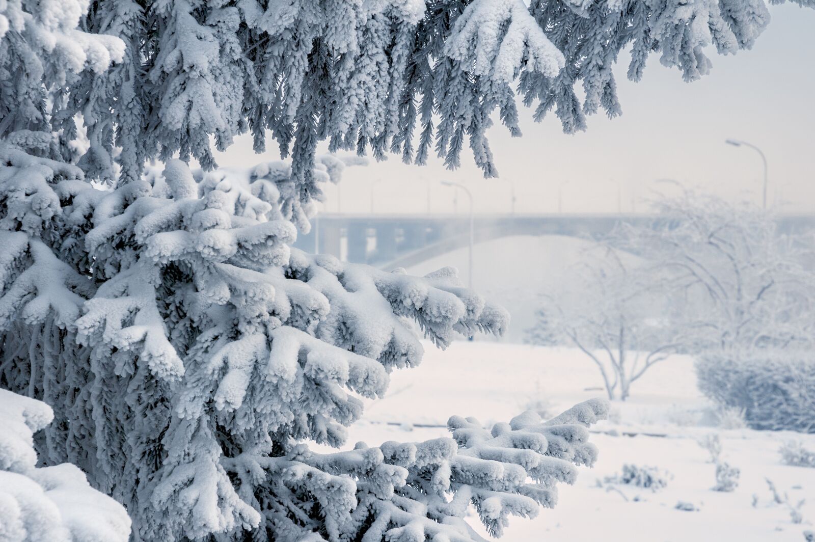Nikon D70 sample photo. Winter, snow, tree photography