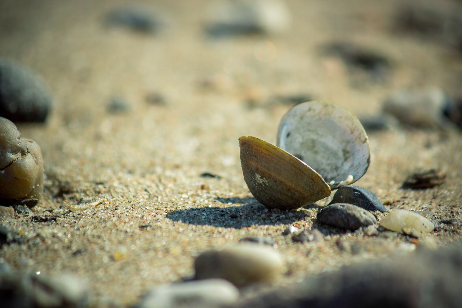 Canon EOS 600D (Rebel EOS T3i / EOS Kiss X5) sample photo. Nature, beach, shell photography