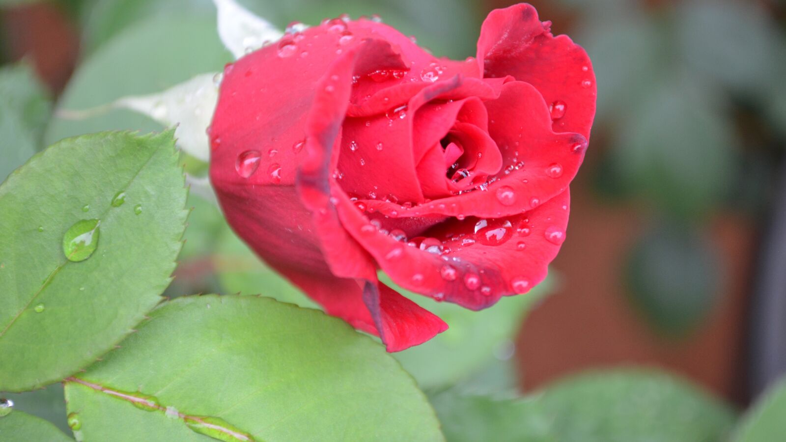 Nikon D5100 sample photo. All-american beauty rose, rose photography