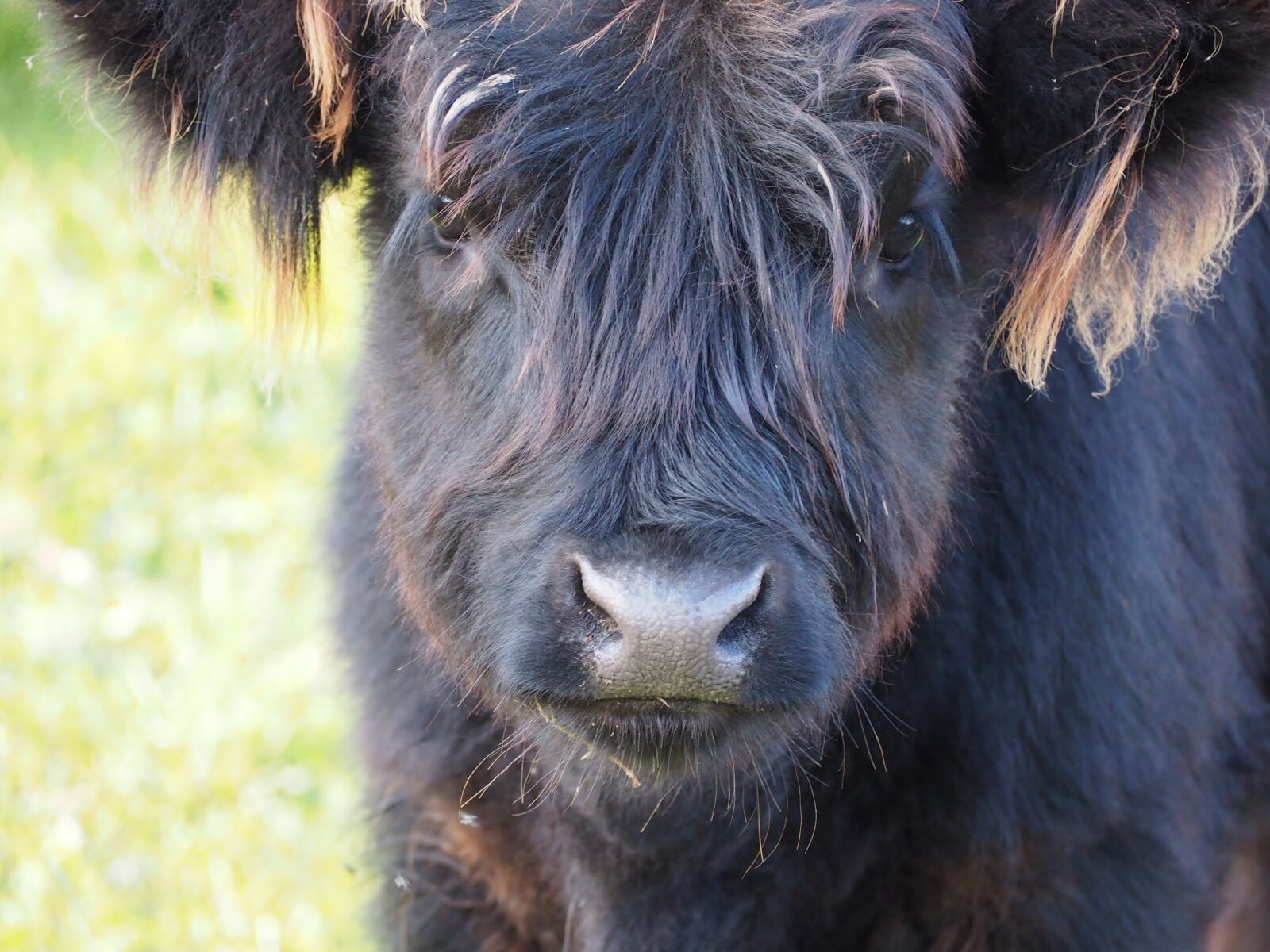 Olympus OM-D E-M10 sample photo. Beef, highland beef, scottish photography