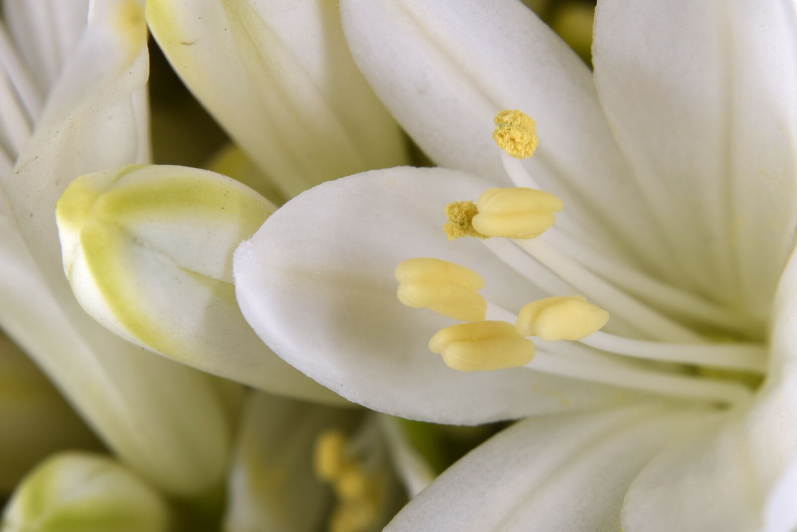 Nikon D5300 sample photo. Flower, stamp, stamens photography