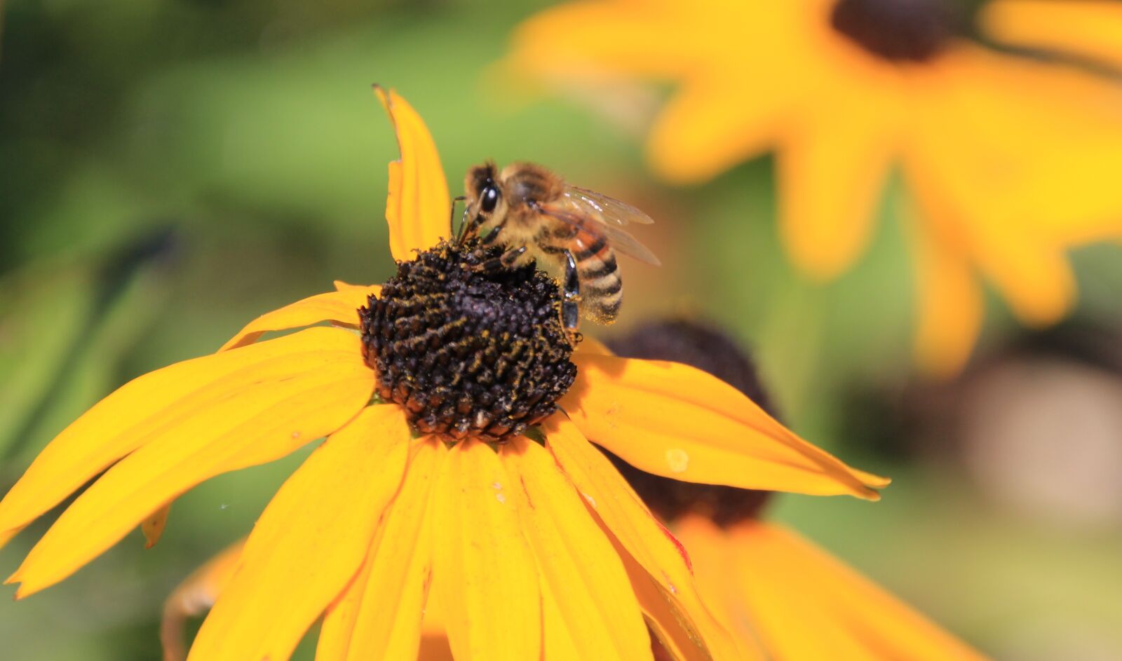 Canon EOS 650D (EOS Rebel T4i / EOS Kiss X6i) sample photo. Bee, plant, blossom photography
