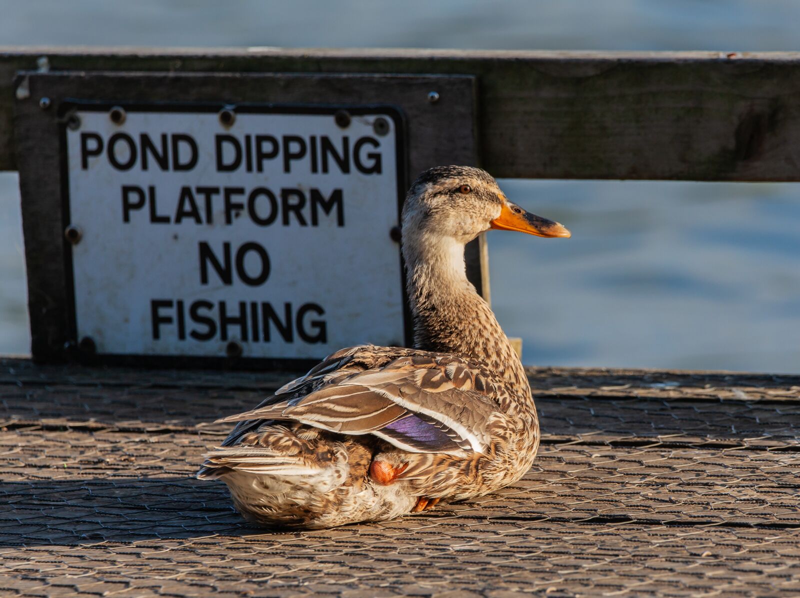 150-600mm F5-6.3 DG OS HSM | Contemporary 015 sample photo. Duck, female duck, mallard photography