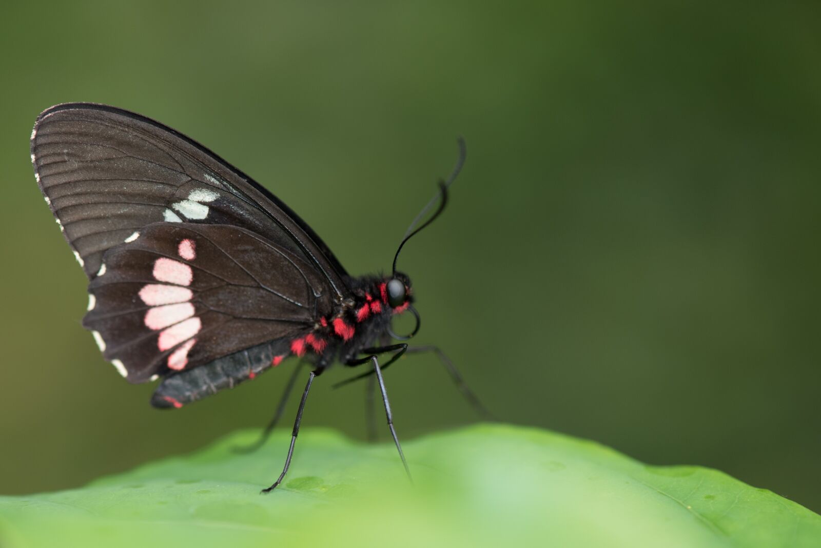 Nikon D750 sample photo. Butterfly, macro, pose photography