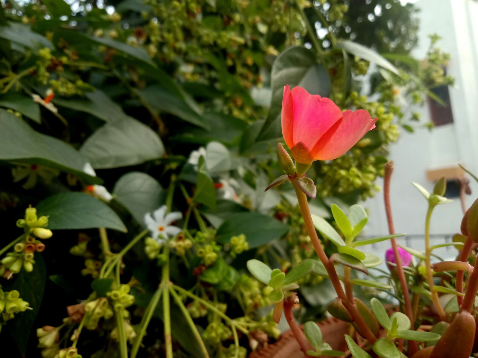 OPPO Realme 1 sample photo. Floral, red, n photography