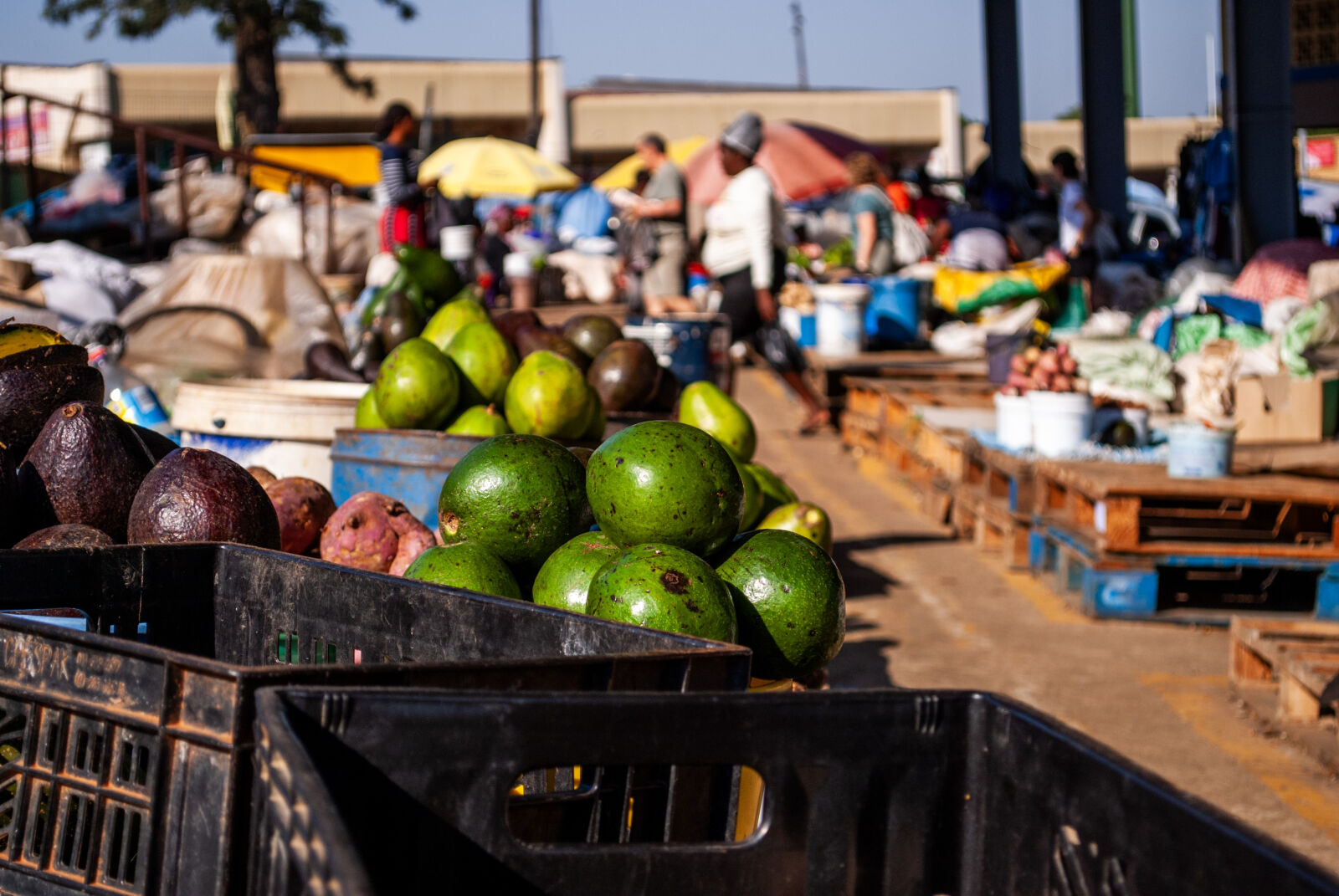 Nikon D60 sample photo. Avocados in eswatini photography
