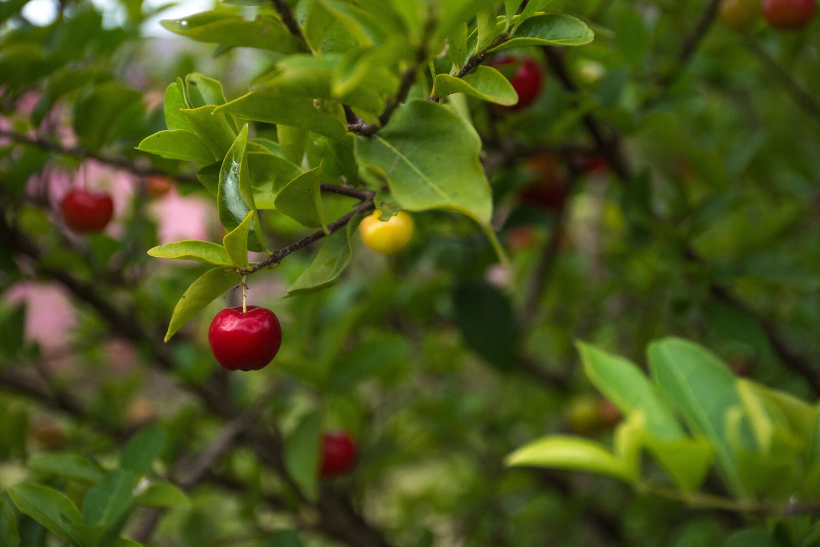 Nikon D7200 sample photo. Nature, leaf, fruit photography