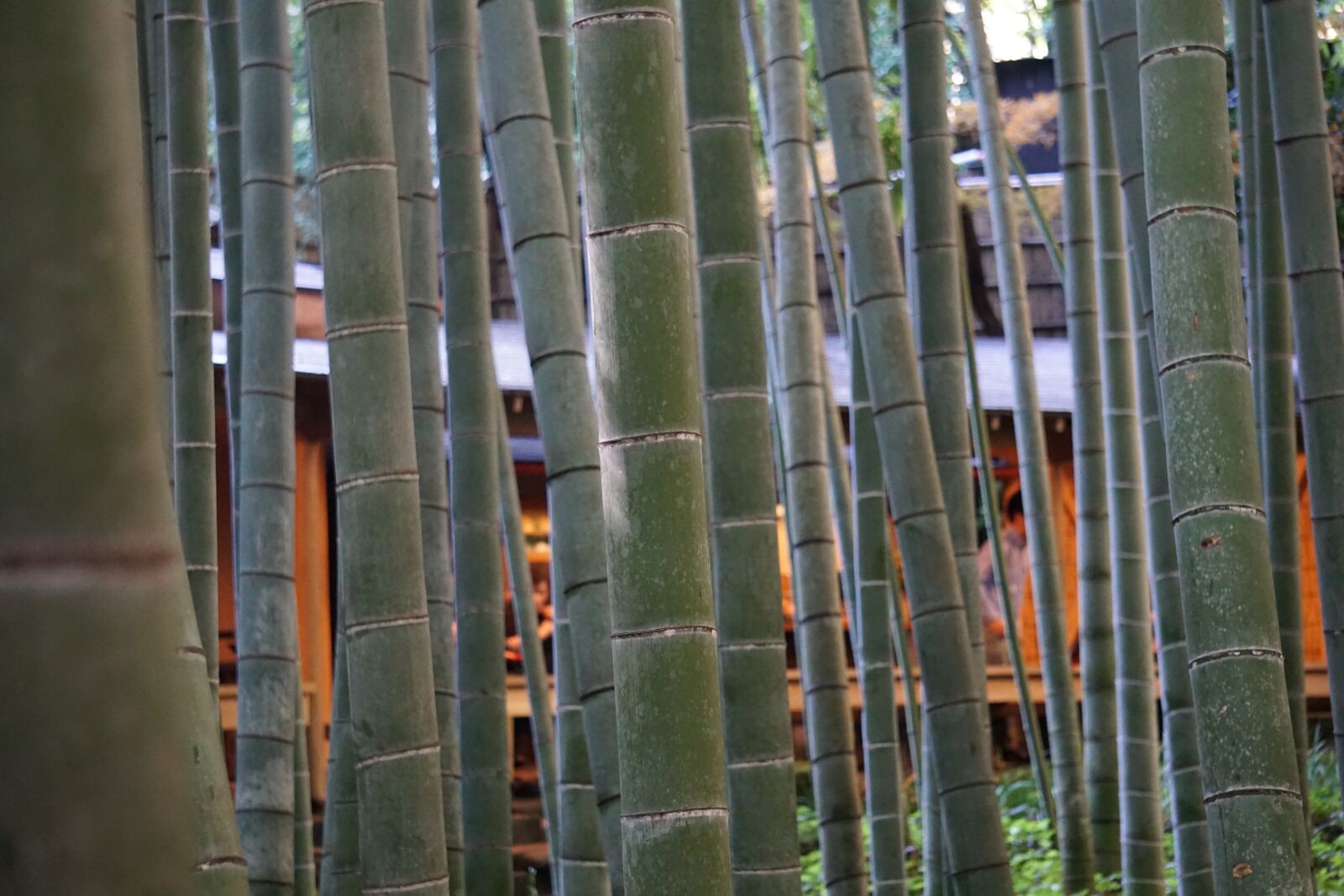 Sony E 55-210mm F4.5-6.3 OSS sample photo. Bamboo, forest, close up photography