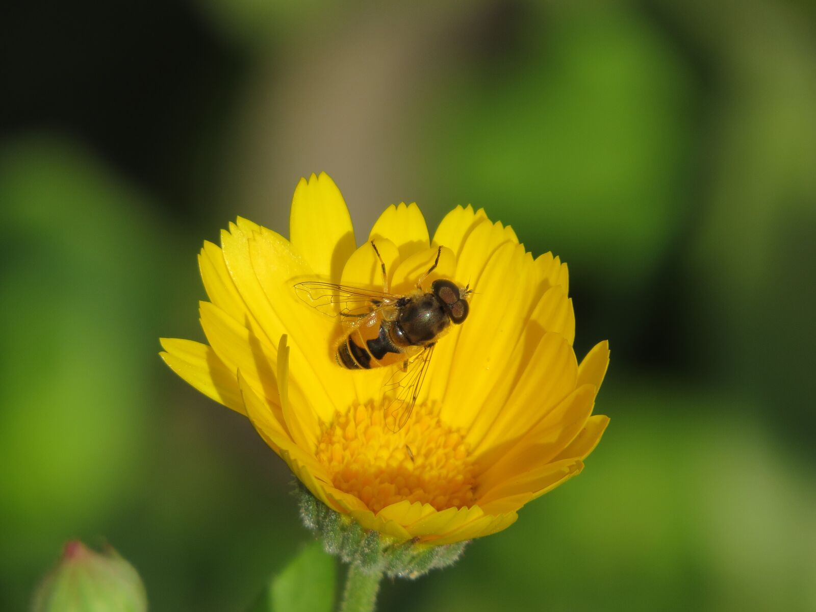 Canon PowerShot SX50 HS sample photo. Cheloveka common, insect, eristalis photography
