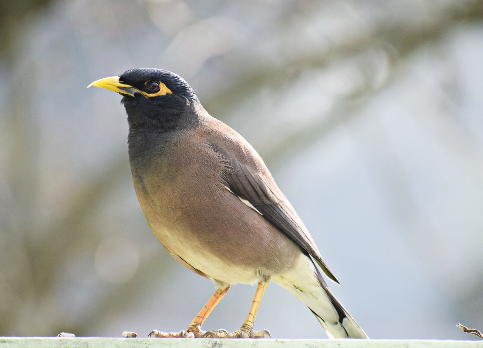 Nikon D3300 sample photo. Maina, bird, nature photography