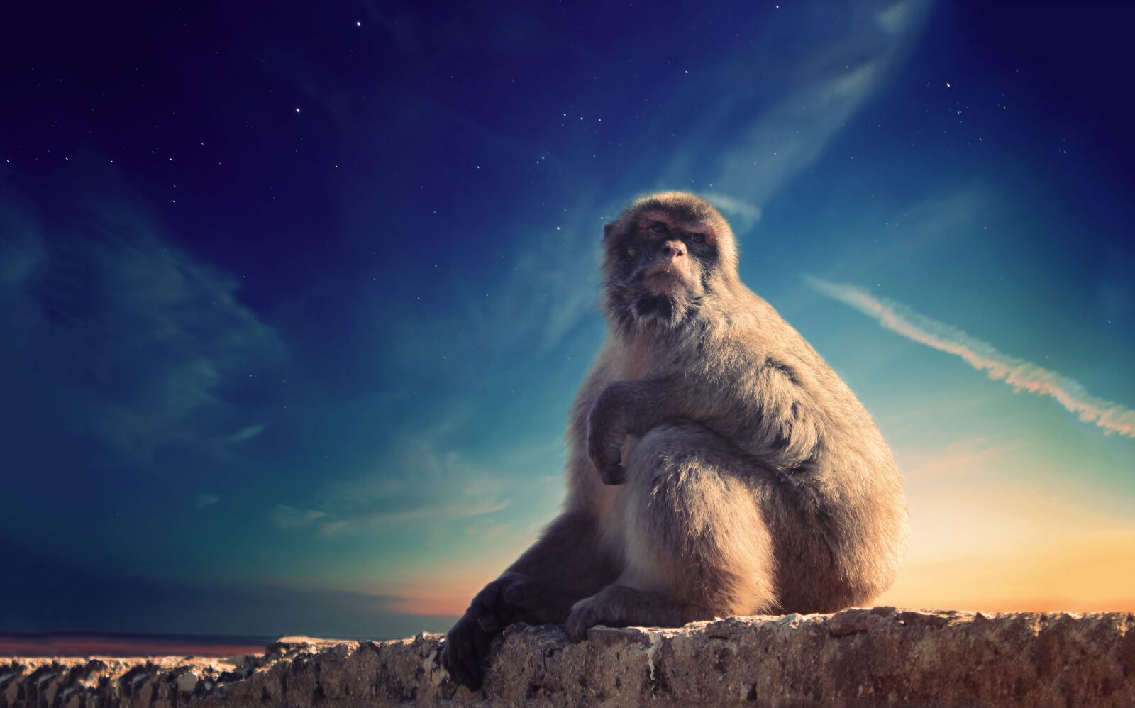 Canon EOS 600D (Rebel EOS T3i / EOS Kiss X5) sample photo. Animal, monkey, outdoors photography